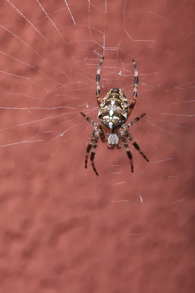 Pavouk na mokré webu — Stock fotografie