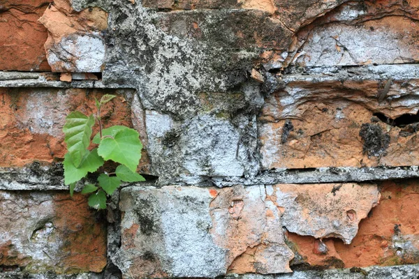 Wall and green leaves — Stock Photo, Image