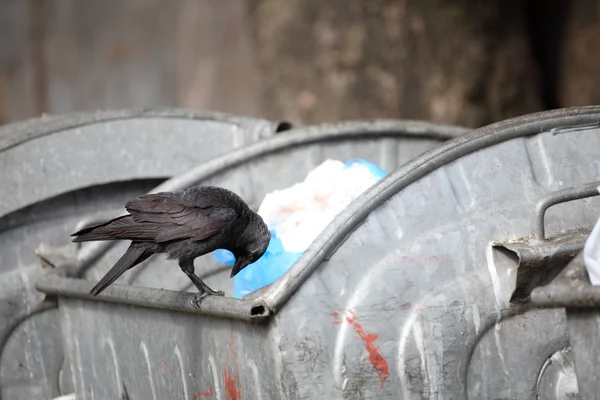 stock image Bird on garbage dump