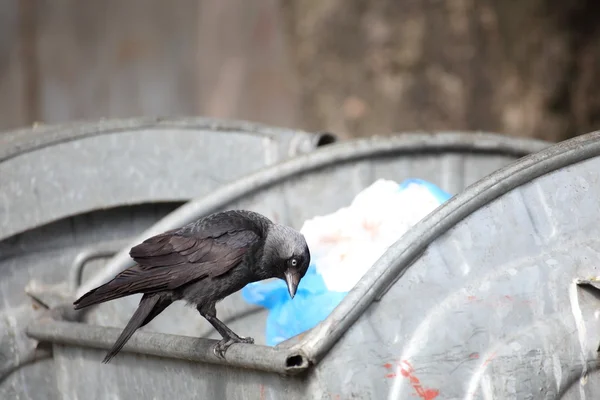 stock image Bird on garbage dump