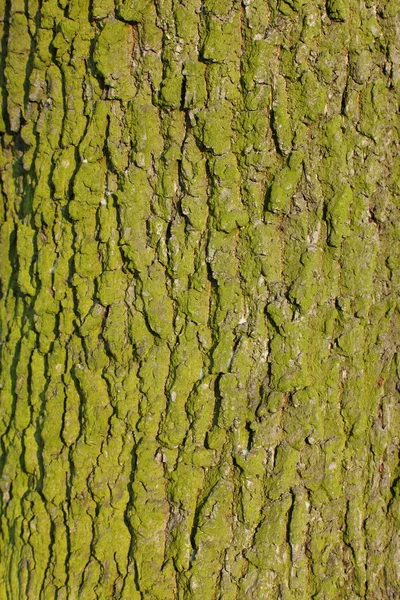Sfondo di corteccia verde — Foto Stock