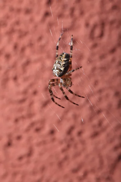 Araignée sur toile humide — Photo