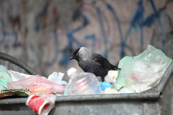 stock image Bird on garbage dump