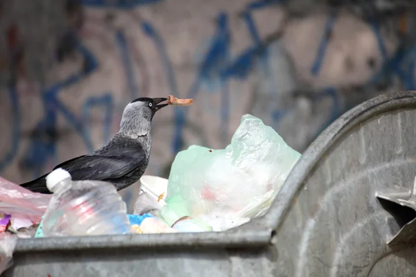 stock image Bird on garbage dump