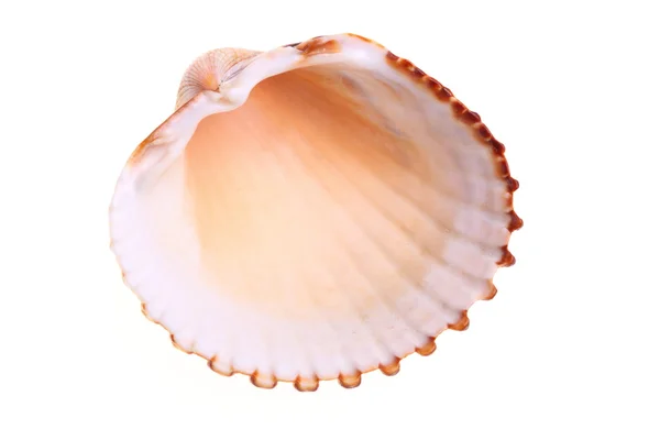 Exotiska shell — Stockfoto
