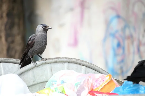 stock image Bird on garbage dump