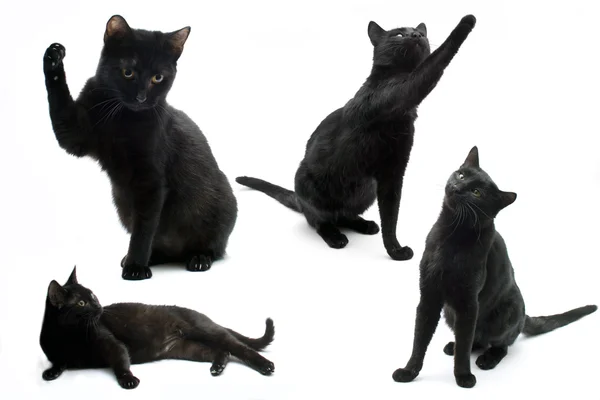 Кошки изолированы Лицензионные Стоковые Изображения