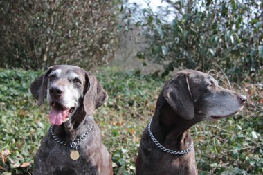 üst düzey pointer sisters, Alman shorthaired işaretçiler