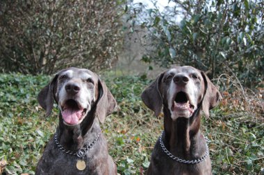 üst düzey pointer sisters, Alman shorthaired işaretçiler