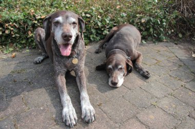 üst düzey pointer sisters, Alman shorthaired işaretçiler