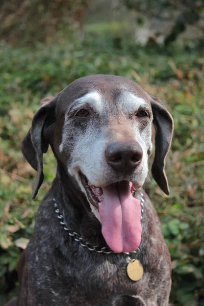 Female german shorthaired pointer — Stock Photo, Image