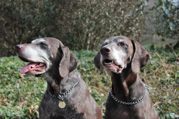 Senior pointer sisters, german shorthaired pointers — Stock Photo, Image