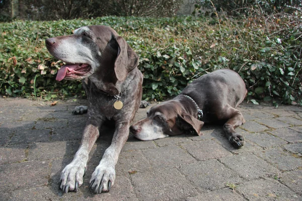 stock image Senior pointer sisters, german shorthaired pointers