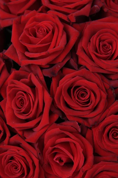 Grupo de rosas vermelhas — Fotografia de Stock