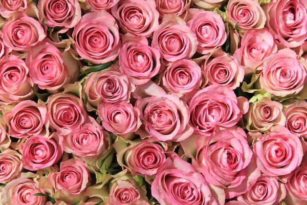Růžové růže ve skupině — Stock fotografie