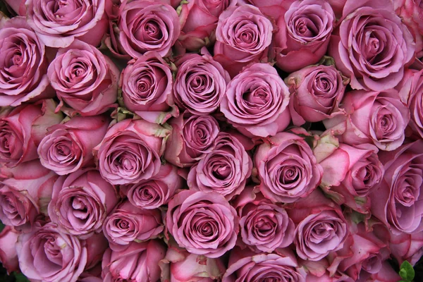 Růžové růže ve skupině — Stock fotografie