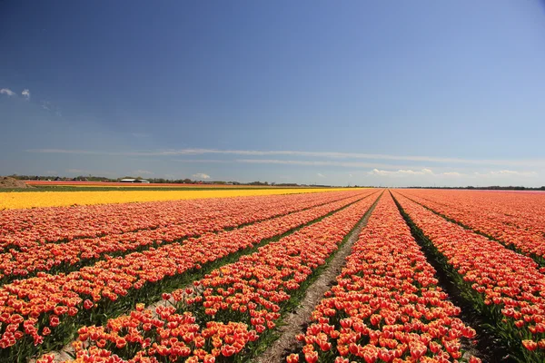 Tulips in various colors on a field — Stock Photo, Image