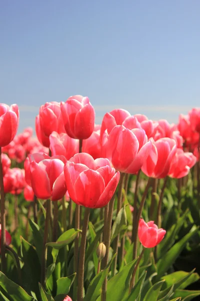 Pink tulips in sunlight — Stock Photo, Image