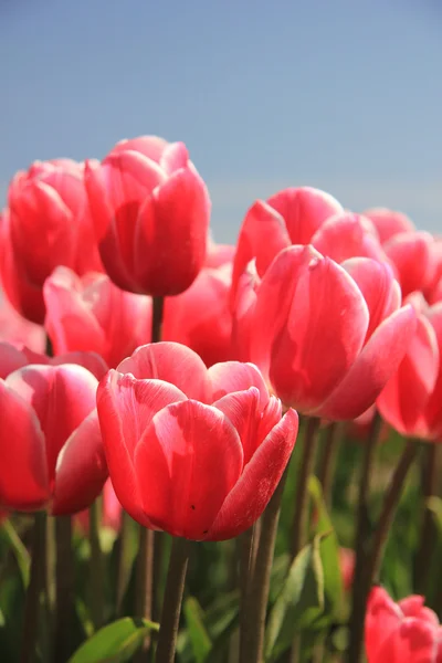 Rosa Tulpen im Sonnenlicht — Stockfoto