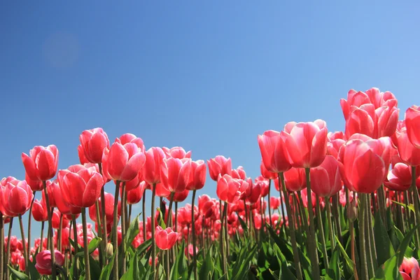 Розовые тюльпаны на солнце — стоковое фото