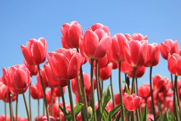 Tulipani rosa alla luce del sole — Foto Stock