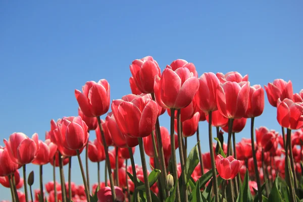 Růžové tulipány na slunci — Stock fotografie