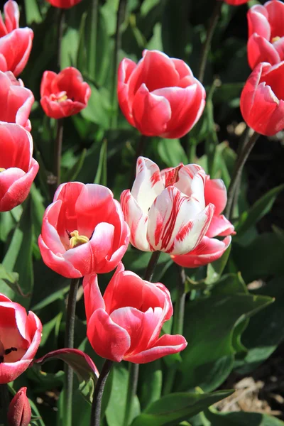 Roze tulpen groeien op een fiield — Stockfoto
