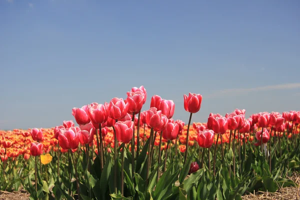 Pink tulips growing on a fiield — Stock Photo, Image
