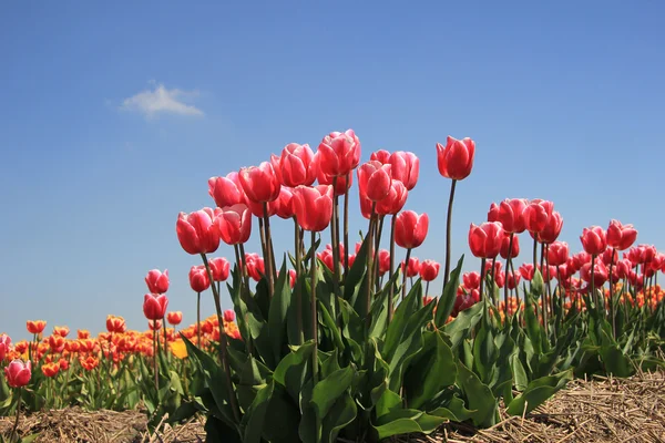 Różowe tulipany uprawa na fiield — Zdjęcie stockowe