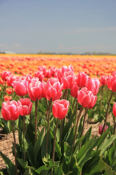 Розовые тюльпаны растут на поле — стоковое фото