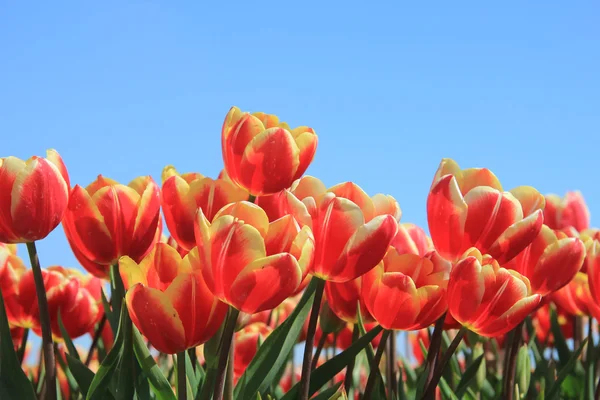 Tulipanes rojos con un toque de amarillo en un campo — Foto de Stock