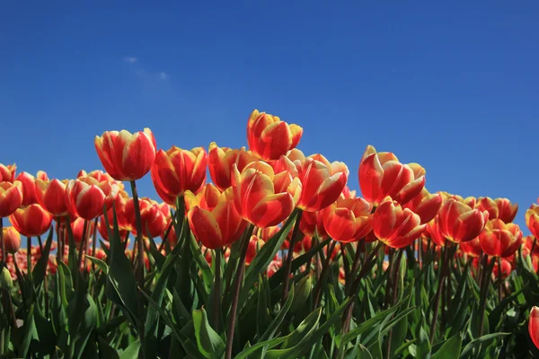 Egy kis sárga mezőben piros tulipán — Stock Fotó
