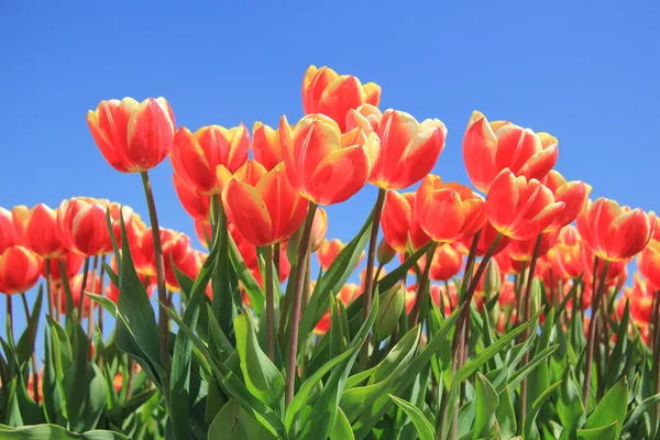 Tulipanes rojos con un toque de amarillo en un campo — Foto de Stock