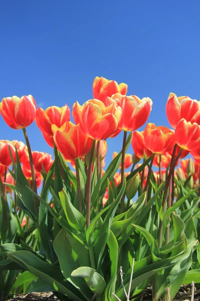 Červené tulipány s nádechem žluté na poli — Stock fotografie