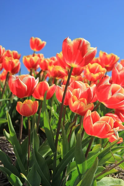Rode tulpen met een vleugje geel op een veld — Stockfoto