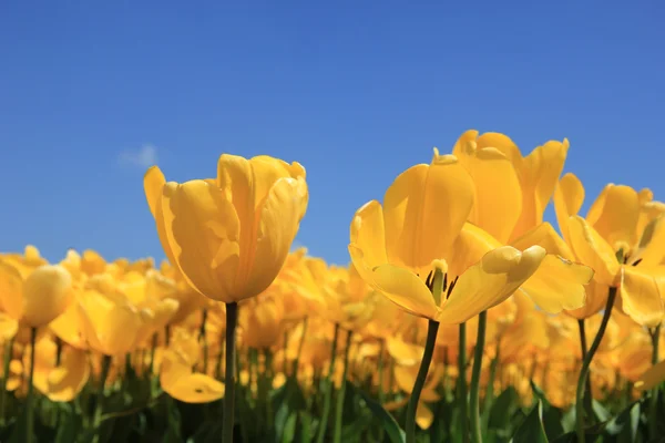 Tulipani gialli lucenti che crescono in un campo — Foto Stock