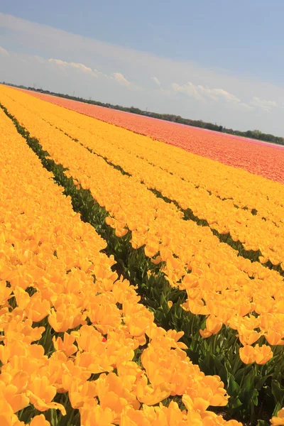 Gele tulpen in een veld — Stockfoto