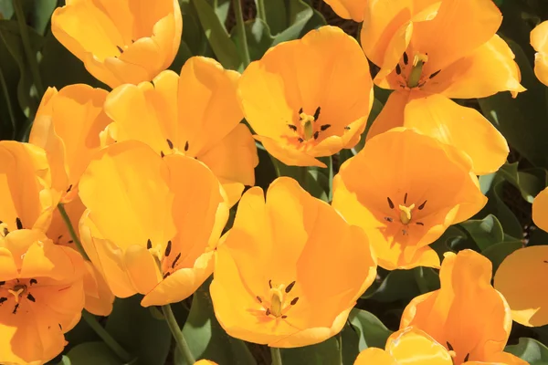 Tulipanes amarillos en un campo — Foto de Stock