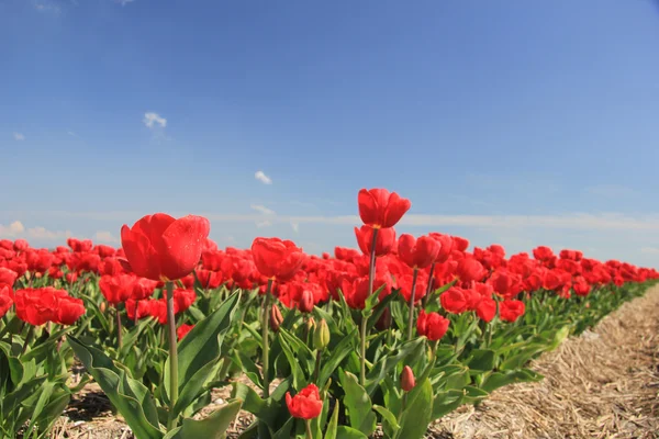 Röda tulpaner på ett fält — Stockfoto