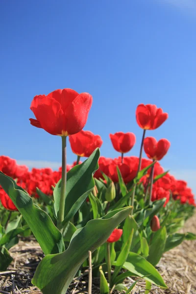 stock image Red tulips on a field