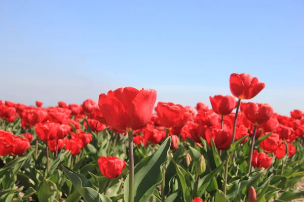 Červené tulipány na poli — Stock fotografie