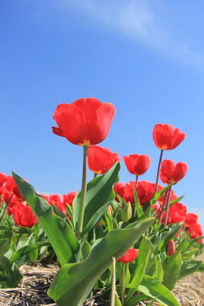Red tulips on a field — Stock Photo, Image