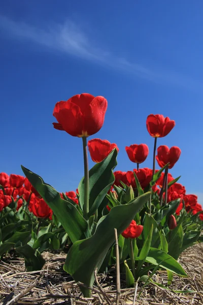 Červené tulipány na poli — Stock fotografie