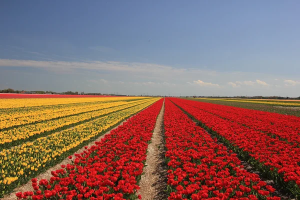Tulipanes en varios colores en un campo — Foto de Stock