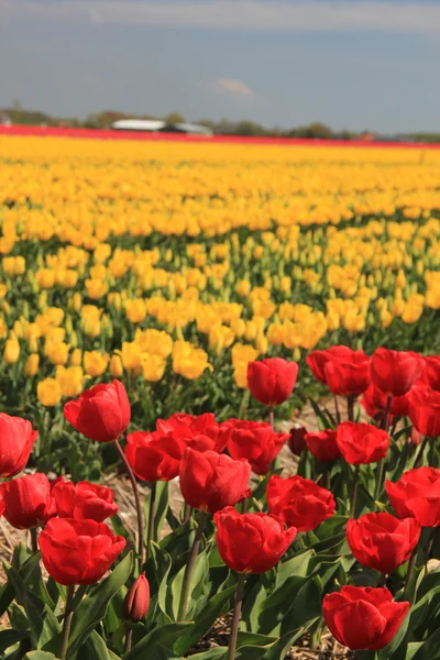 Tulipani gialli e rossi su un campo — Foto Stock