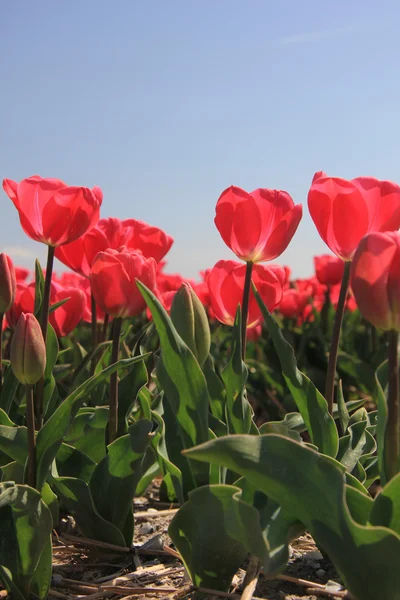 Розовые тюльпаны растут на поле — стоковое фото