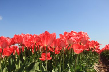 güneş ışığı altında Pembe Laleler