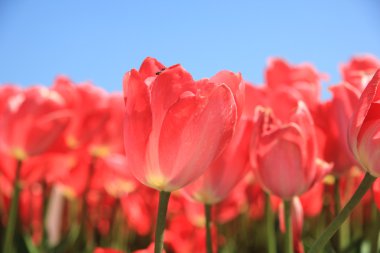Pink tulips growing on a fiield clipart