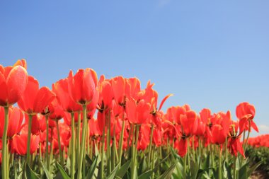 Sarı bir alan üzerinde bir dokunuş ile kırmızı lale