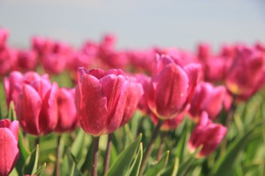 güneş ışığı altında mor pembe laleler